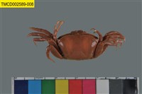 藏品(北方丑招潮蟹)的圖片